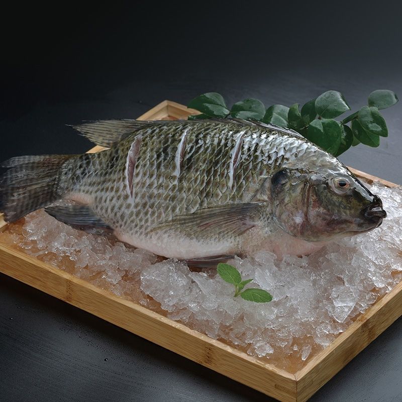 鲜活现杀新鲜三去罗非鱼福寿鱼酸菜鱼片淡水鱼烧烤鱼饭店批发批发