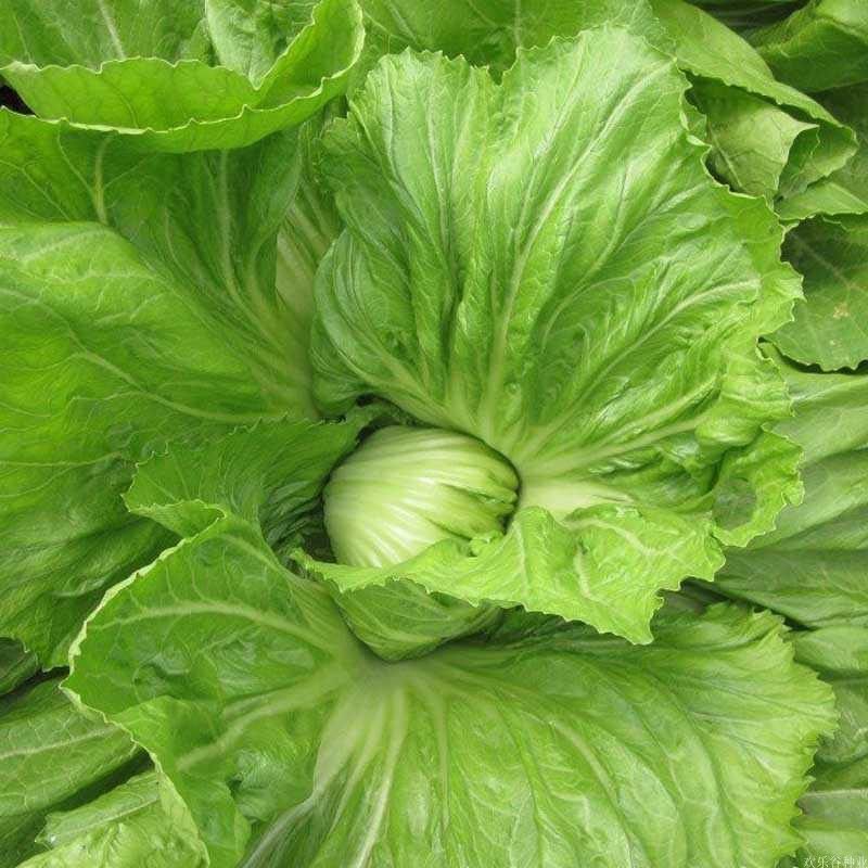 新鲜青菜包心芥菜贵州现摘蔬菜大叶宽邦青菜大头青菜苦菜腌制酸菜