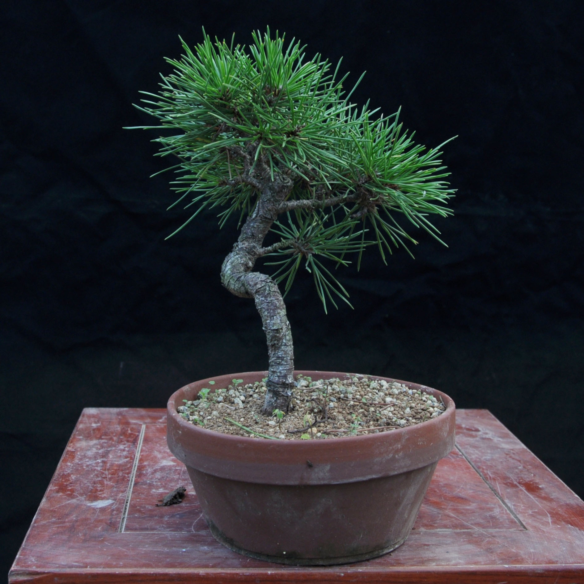 小型造型松树盆栽 办公室内黑松盆栽 桌面黑松盆景绿植送人礼