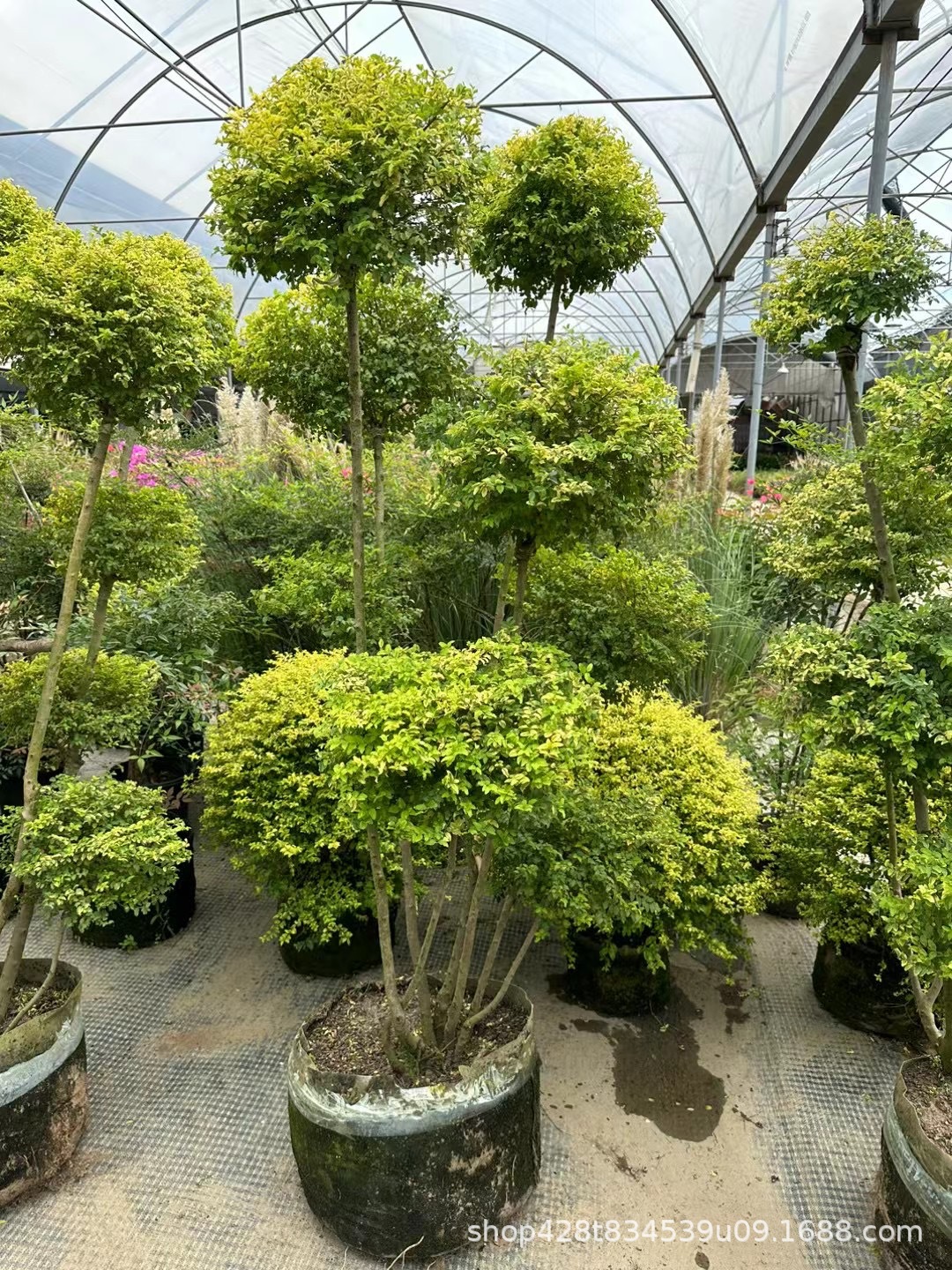 亮晶女贞棒棒糖花境植物川滇蜡树蓝造型球树亮金小叶女贞四季常青