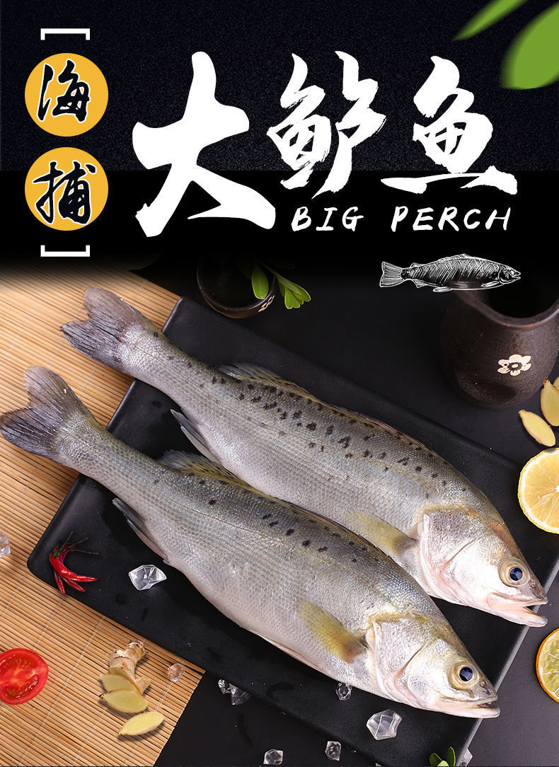 无冰新鲜大鲈鱼海鲈鱼大海鱼海鲜水产鲜活活鱼冷冻鱼类生鲜鲜鱼