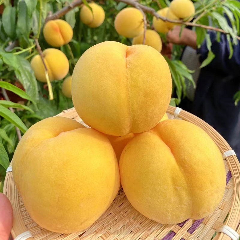 黄桃鲜果