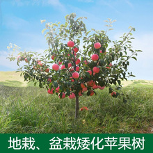 苹果树果苗地栽别墅庭院果树特大带土球发货嫁接红富士苹果树苗