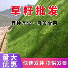 草坪种子护坡草籽矮生四季青黑麦草高羊茅百慕大地毯草耐旱狗尾草