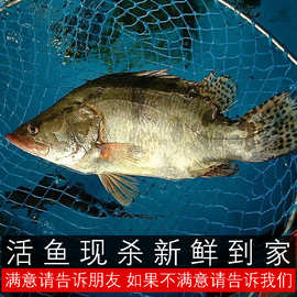 8成交0笔1年复购率:0%活体桂花鱼苗桂鱼水花优质鳜鱼季花鱼花鲫鱼苗