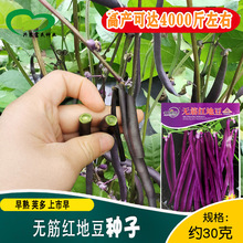 无筋红地豆豆角种子 农田菜地易种植四季栽培蔬菜红豆角籽