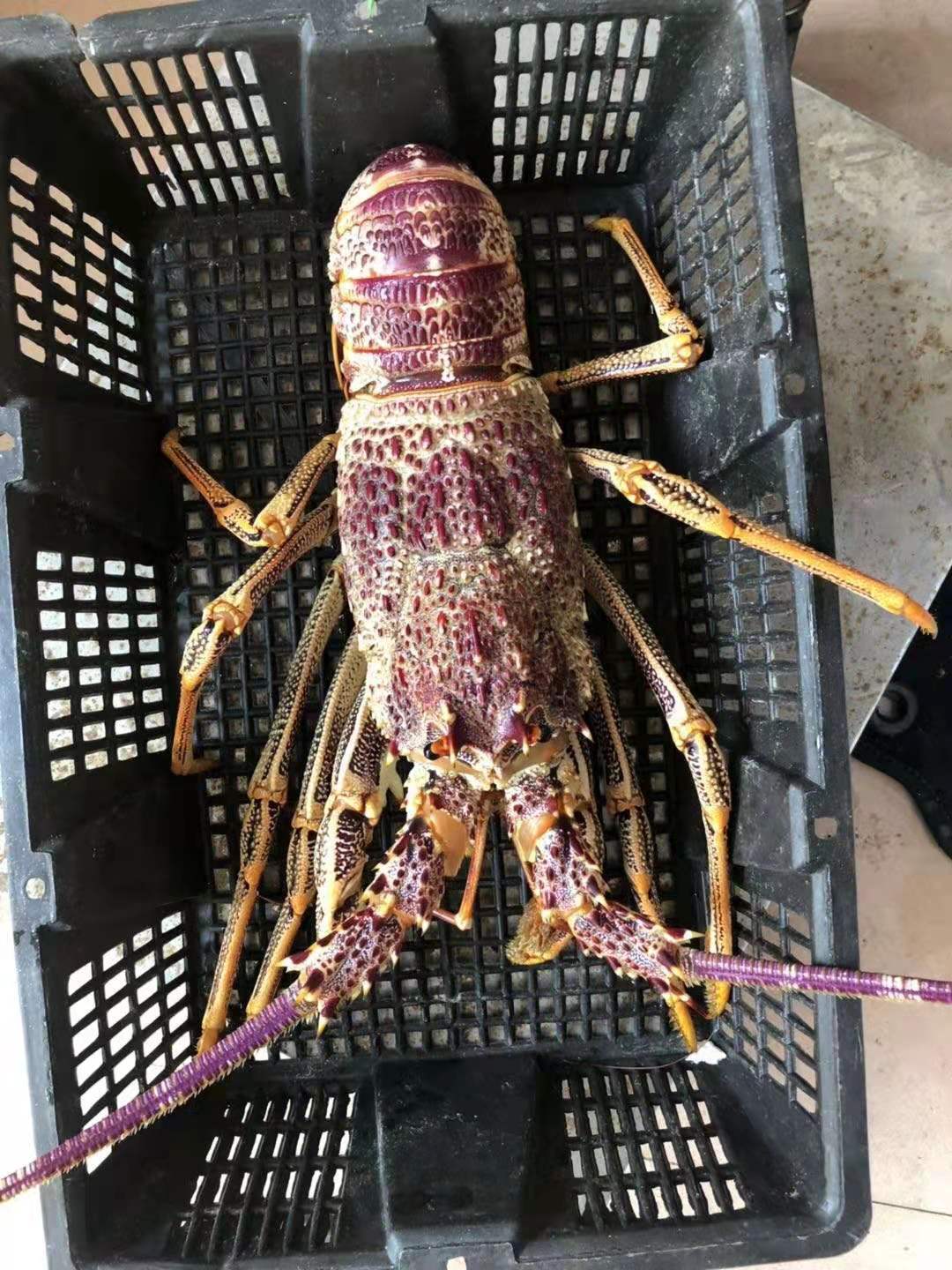 澳洲红龙速冻大花龙青龙澳洲大龙虾550g-5000g一只规格