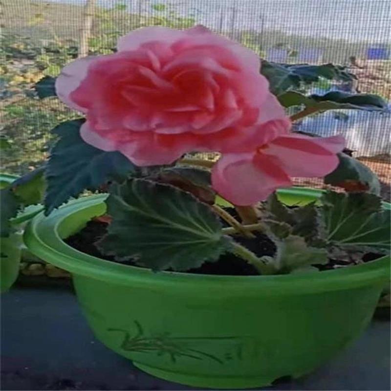 夫妻海棠花大花重瓣大花小苗发货盆栽花卉球根海棠