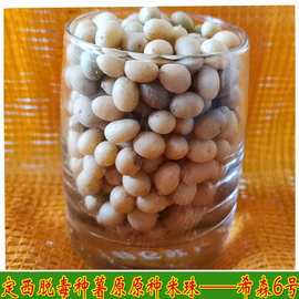 甘肃定西 1-2克希森脱毒种薯马铃薯微型薯土豆种子原原种半斤包邮