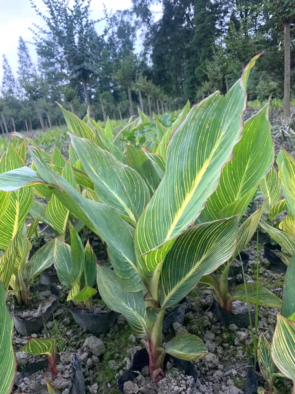 水生旱生美人蕉 花叶亮叶美人蕉 园林绿化水生植物