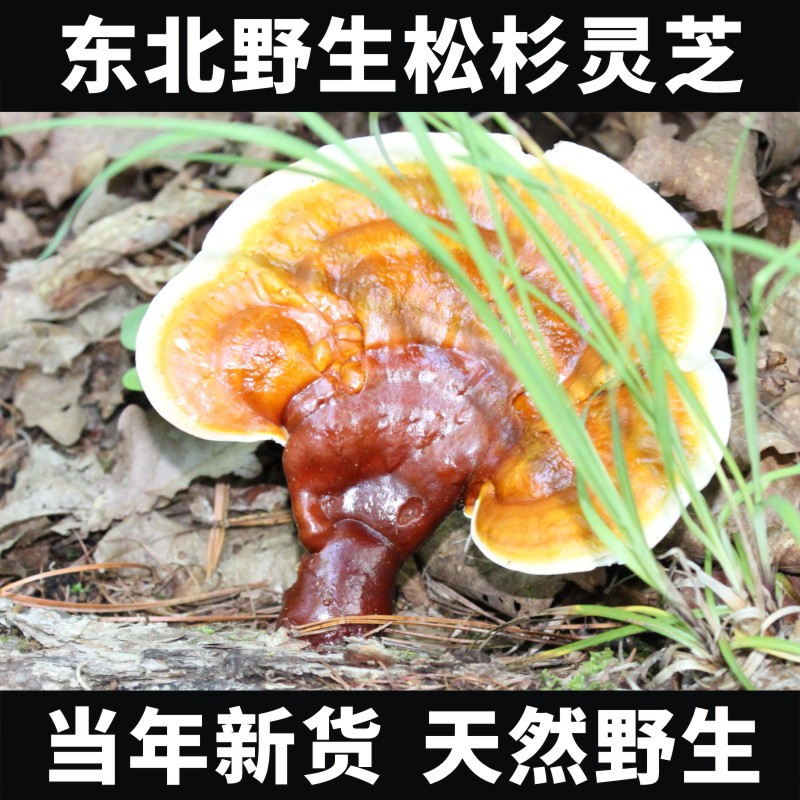 东北野生松杉灵芝250g天然灵芝可切片打粉长白山有柄白心赤芝