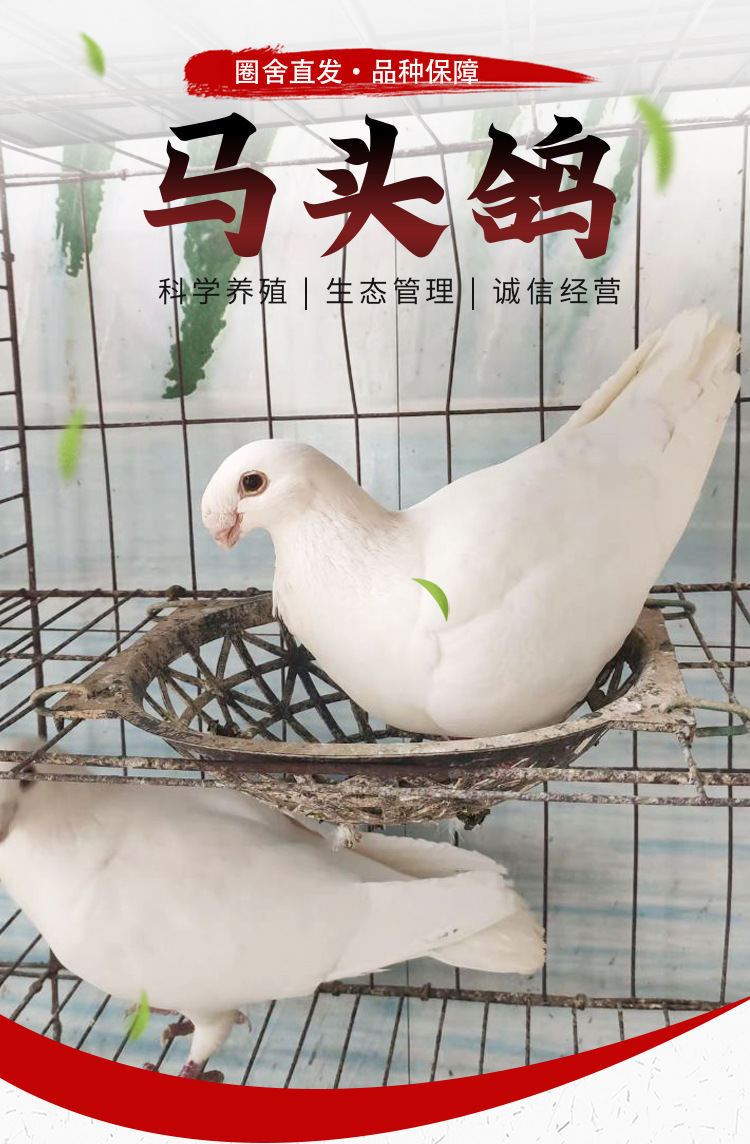 蛇头鸽子活体 黄杠马头鸽子 瓦灰蛇头鸽子 观赏鸽种蛋