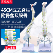 人体脊柱模型45cm成人医学正骨练习骨骼模型颈椎腰椎脊椎骨架模型