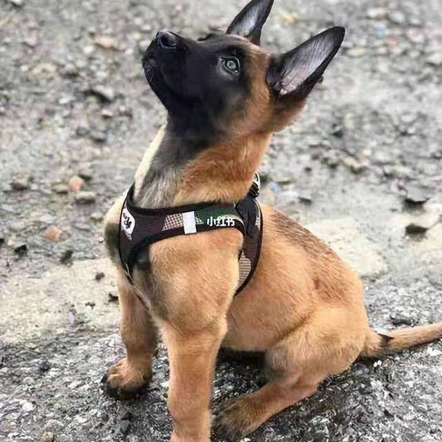 纯种马犬幼犬活体出售警犬看家护院犬爆红黑红黄马犬护卫犬宠物狗