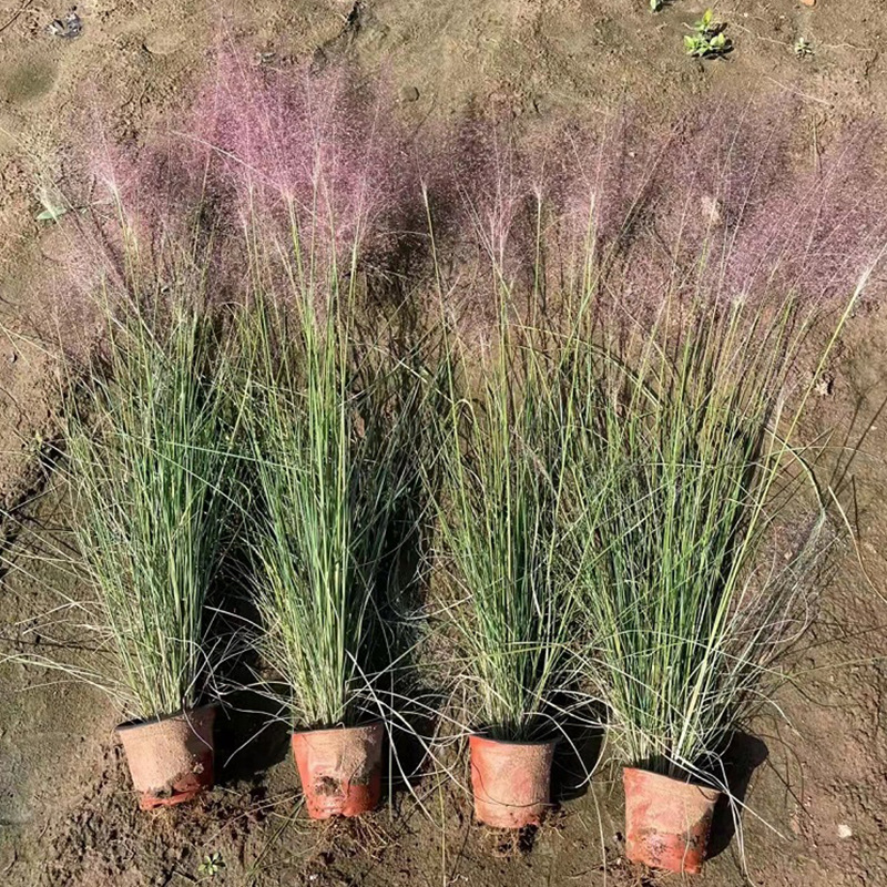 粉黛乱子草批发多年生网红花镜粉色花海观赏露天营养杯花期9-11月