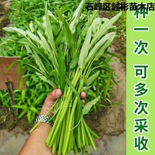 柳叶空心菜种子夏季阳台盆栽蔬菜种籽农家四季播水培大叶空心菜籽