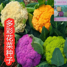 多彩花椰菜种子花菜宝塔菜紫菜花春夏秋季播菜花种籽蔬菜