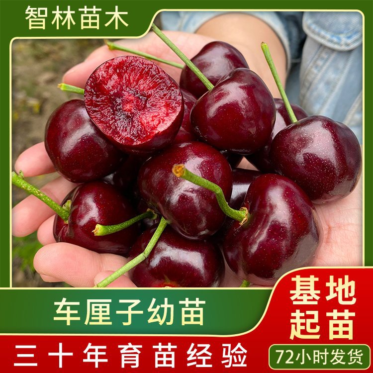 新品种车厘子树苗1年2年3年樱桃大苗俄罗斯8号吉塞拉矮化大樱桃苗