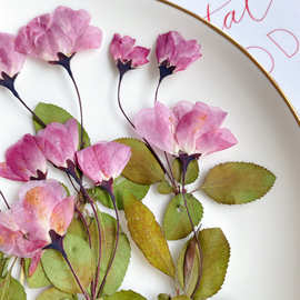 带枝海棠花樱花植物标本真花教学diy手工相框未染色美甲壁画压花