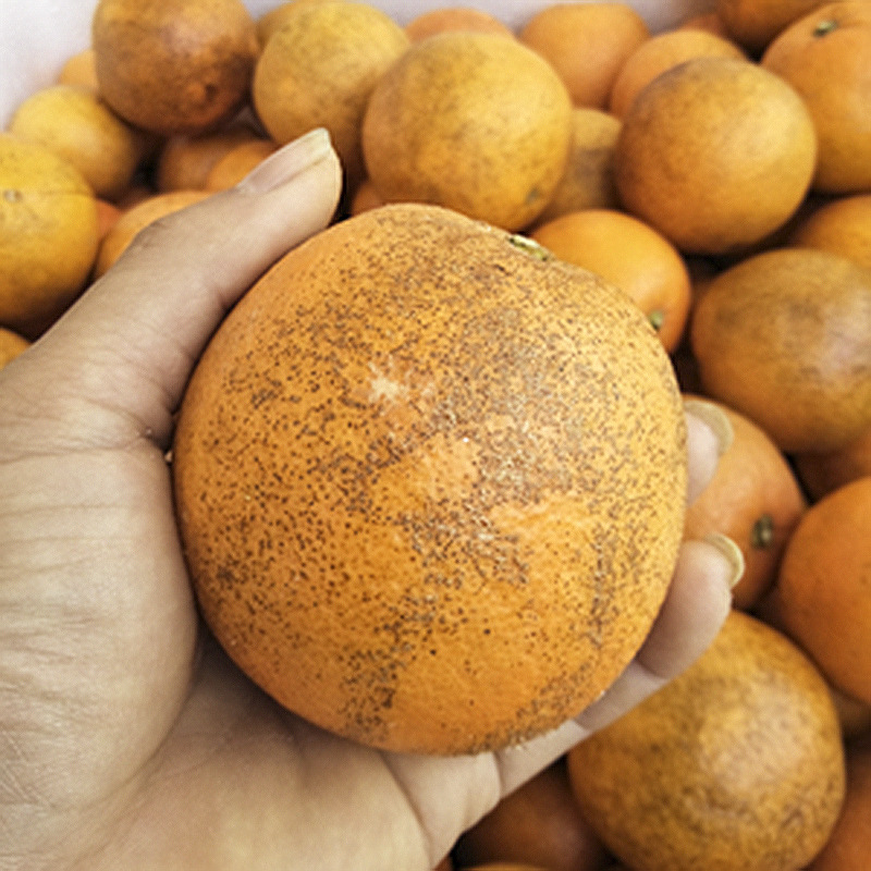 正宗赣南脐橙20斤装花皮果奶茶店榨汁用丑果橙子外丑内甜实惠甜橙
