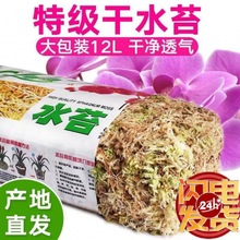 生态瓶干水苔蝴蝶兰青苔兰花石斛土苔藓乌龟垫料捕蝇草猪笼草批发