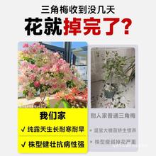 三角梅盆栽大苗带花苞发货漳红樱绿樱树苗爬藤植物四季开花卉