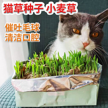 猫草种子猫薄荷种子水培小麦草育苗盘土培小麦草盆栽四季种植种籽