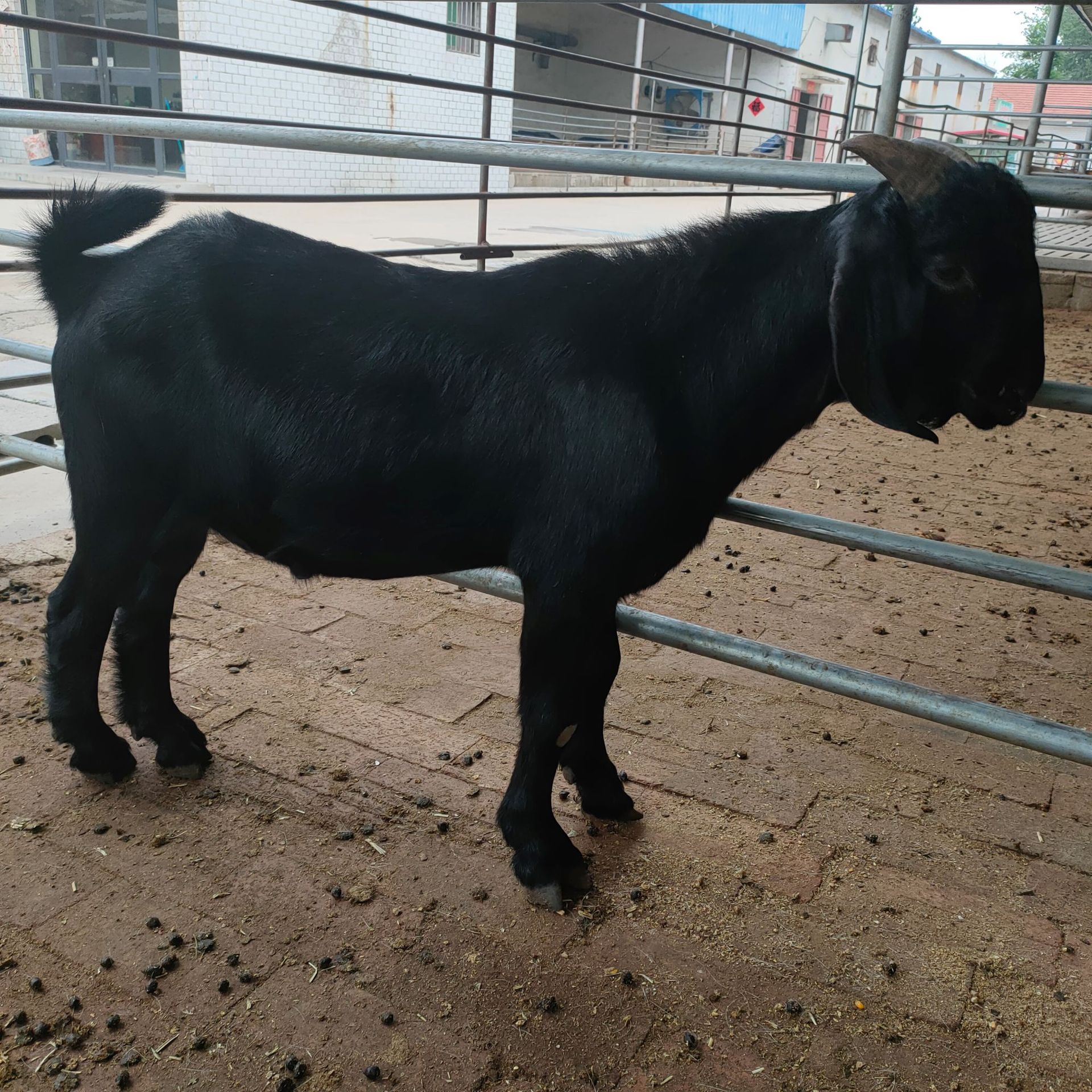 【月供5000只】努比亚黑山羊一年种公羊 30斤黑山羊母羊羊羔