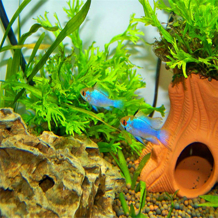 红绿灯鱼活体观赏鱼淡水鱼绿莲灯 群游草缸 小型灯科鱼活体热带鱼