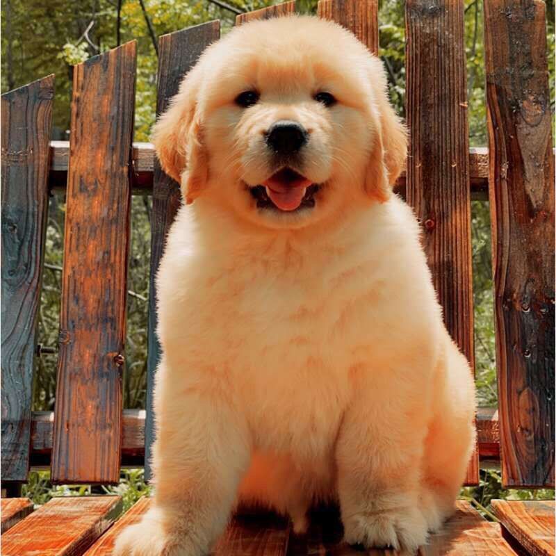 纯种金毛活体幼犬家养金毛狗活体便宜卖大型巡回犬狗