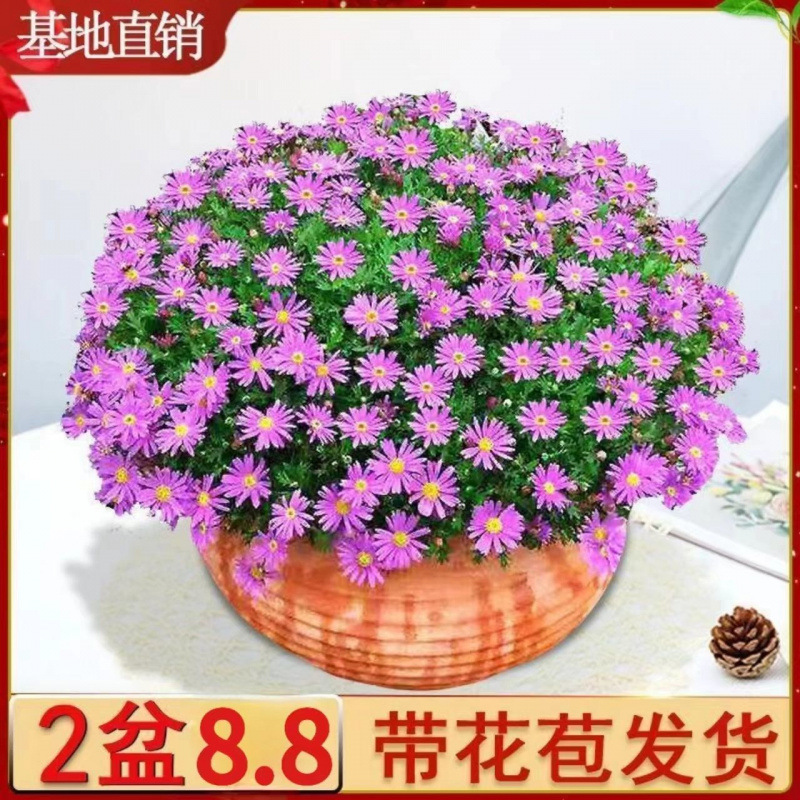 姬小菊盆栽带花苞四季开花多年生紫色小雏菊室内外阳台蓝雪花庭院