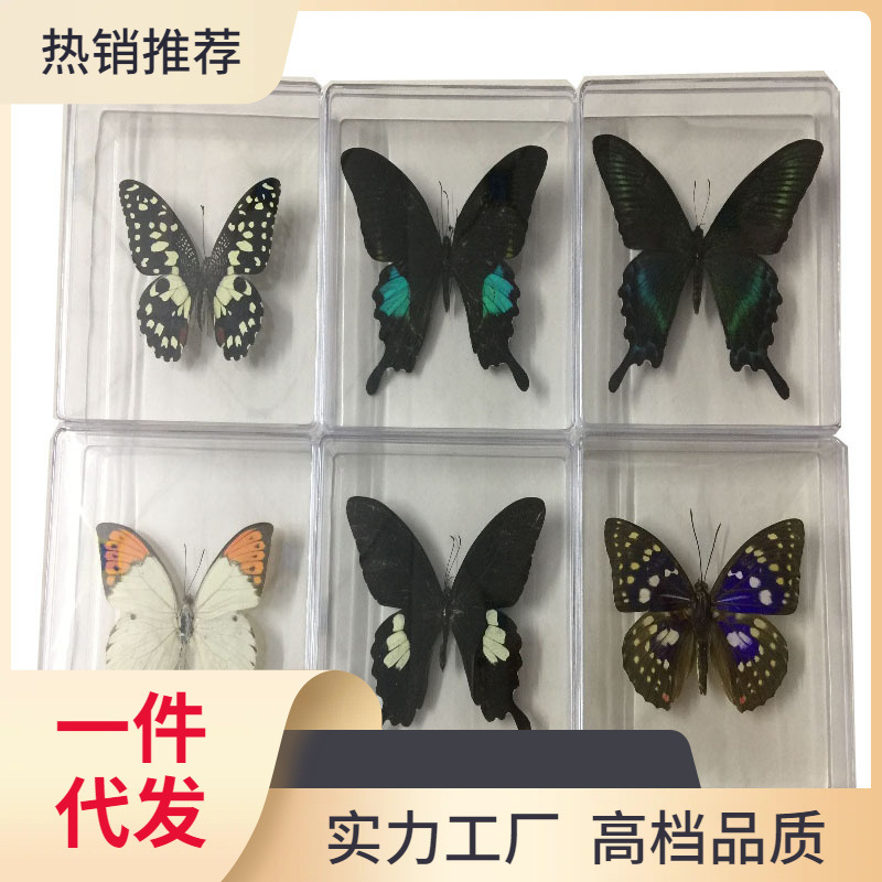 i6f9真蝴蝶标本昆虫标本摆件diy创作学生生日礼品拍摄道具透明盒