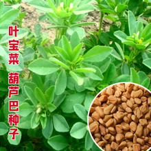 香囊草种子葫芦巴种籽驱蚊草易活春夏秋阳台盆栽家庭