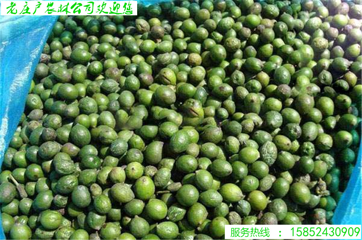 新采罗汉松树种子雀舌罗汉松大叶小叶红芽台湾日本