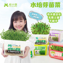 儿童水培蔬菜生菜学生无土栽培植物生长科学观察幼儿园种植小盆栽