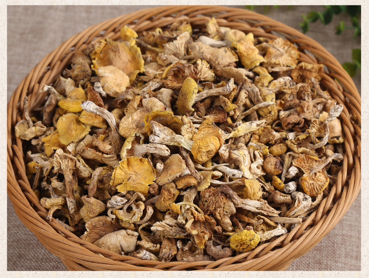 东北特产小黄蘑菇榆黄蘑干货蘑菇松树黄油菌香菇小鸡炖蘑菇