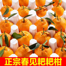 零食四川丑橘粑粑柑桔子水果批发应季新鲜橘子春见耙耙柑橘一整箱