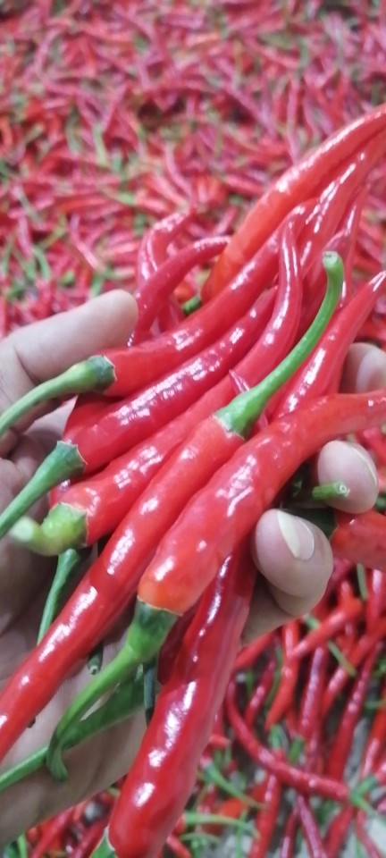 云南小米辣朝天椒辣椒放心菜鲜干皱皮微辣辣椒