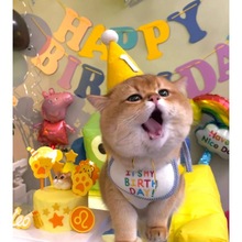 猫帽子宠物猫咪狗狗生日围嘴兜帽子【喵喵道具】party庆祝用品