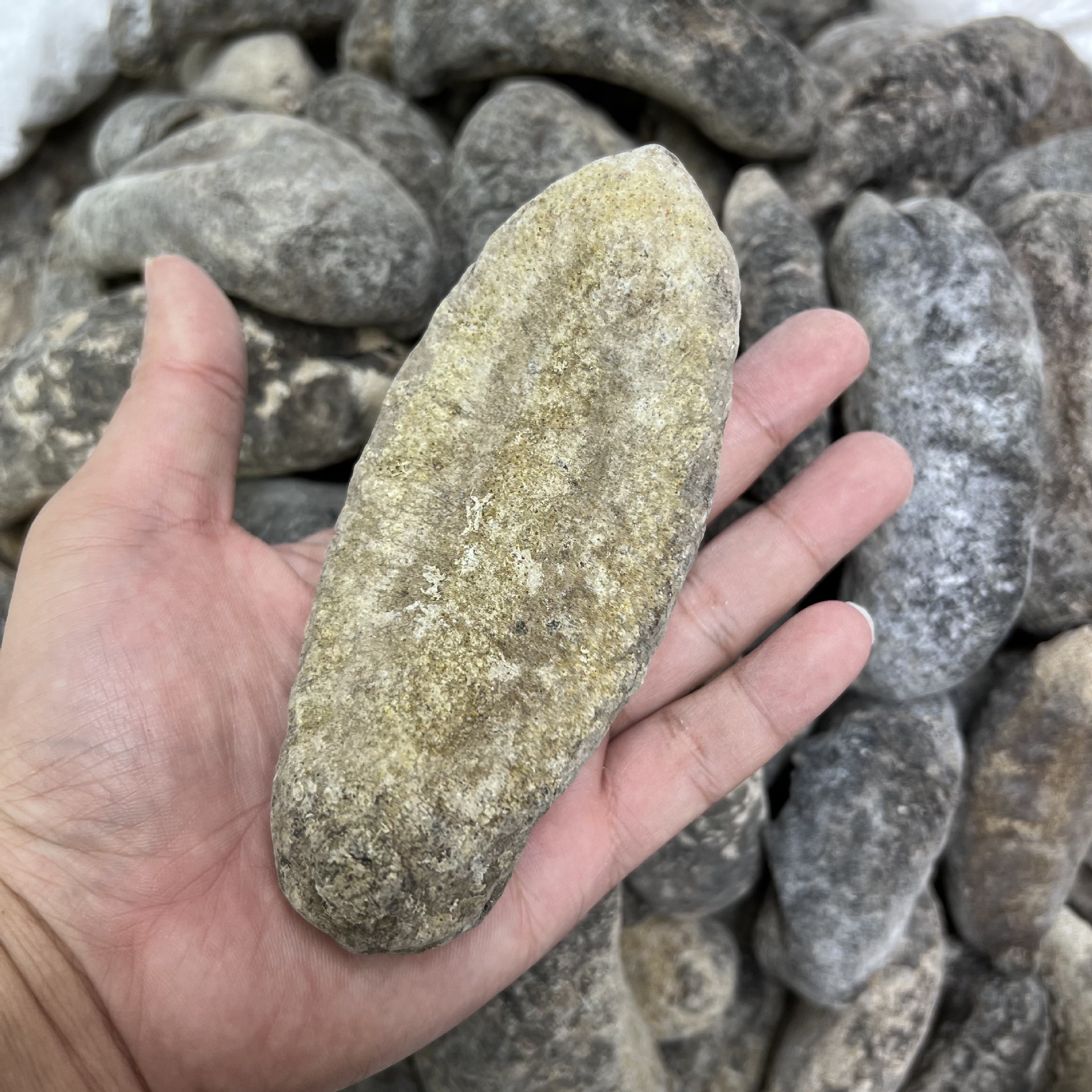 乌元乌圆参 乌仁参 乌元参 足干厚肉涨发好 野生海参干货15到20头