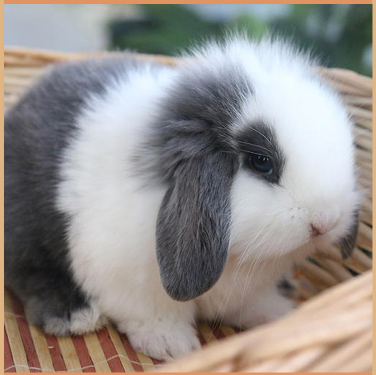 【支持代发】兔子活物宝宝宠物兔道奇猫猫兔荷兰垂耳兔公仔侏儒兔