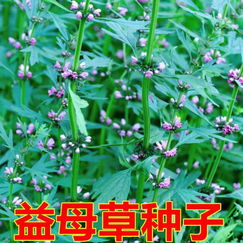 【跨境供货】益母草种子益母艾红花艾九重楼药用植物基地直发量大