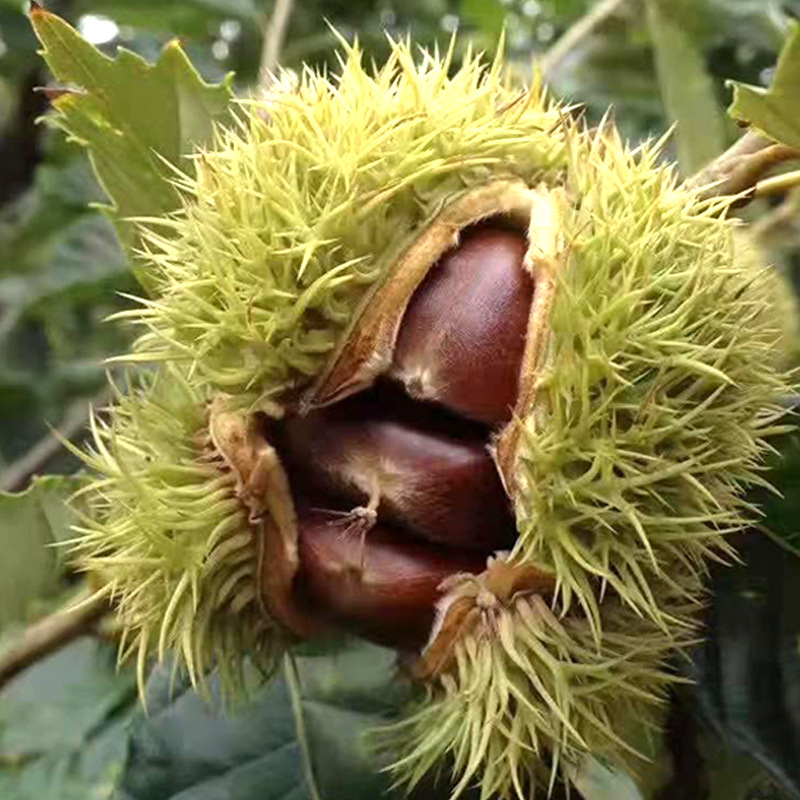 新鲜宽城板栗 河北油栗货源产地直供栗子糖炒栗子