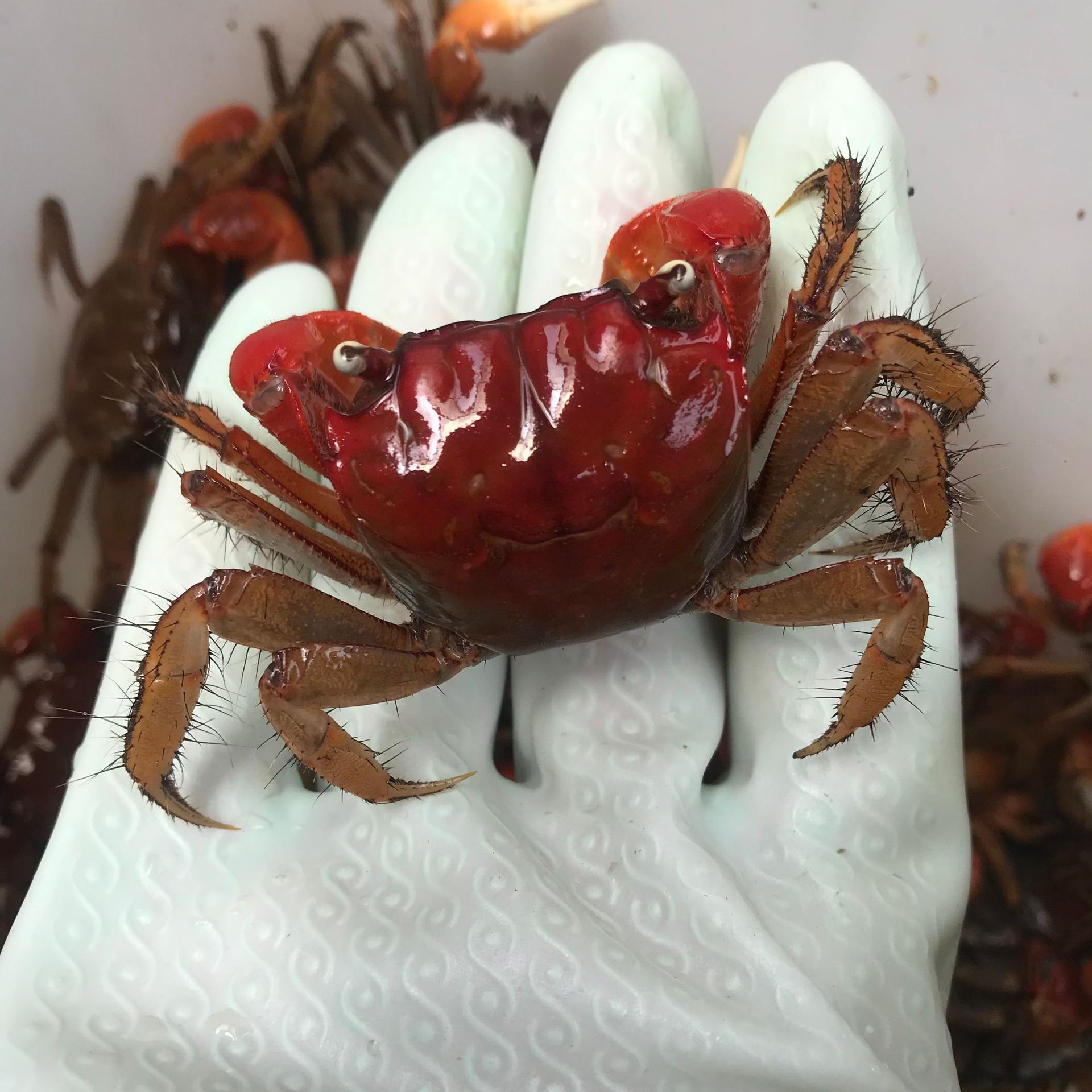 相手蟹批发将军蟹观赏蟹活体淡水螃蟹水族宠物桌面宠物爬宠寄居蟹