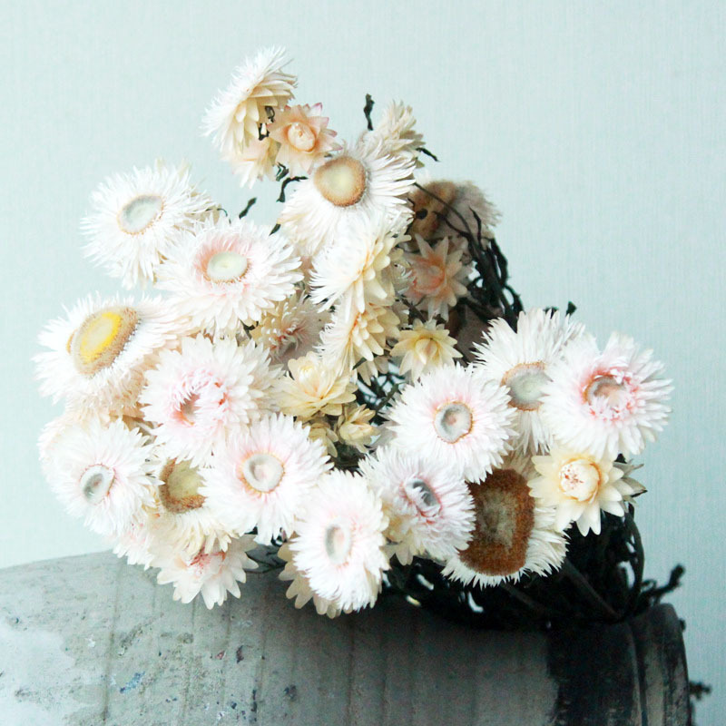 工厂热销永生花麦秆菊天然真花干花麦秆菊粉色橙色麦秆菊插花花材