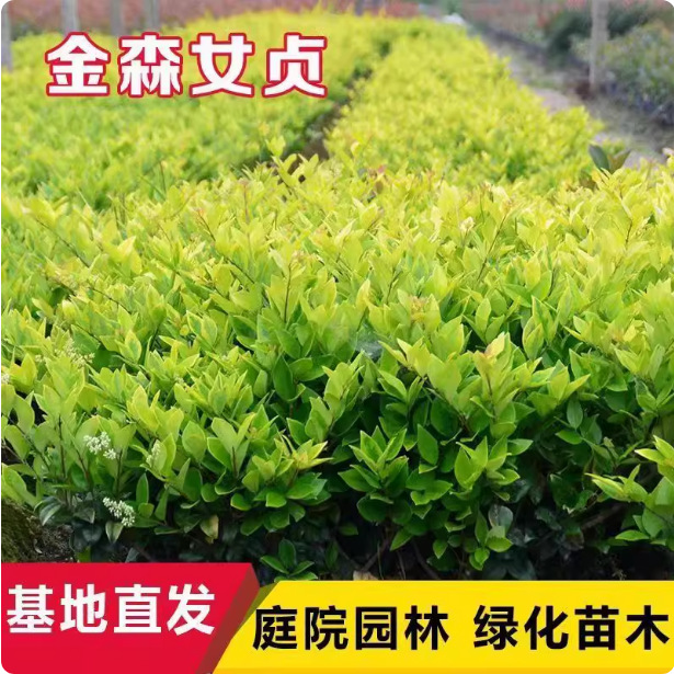 金森女贞苗批发庭院色块植物工程绿化彩叶苗木花坛造景丛生女贞苗