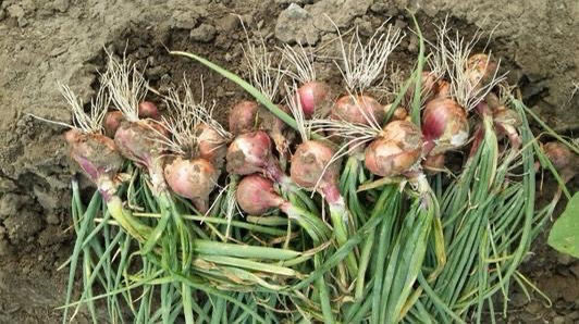 东北小毛葱鬼子葱紫皮洋葱小毛葱圆葱红葱头新鲜蔬菜批发特产