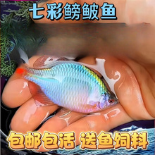 好养淡水观赏鳑鲏鱼七彩石旁皮除藻冷水鱼活体小型鱼苗原生群游鱼