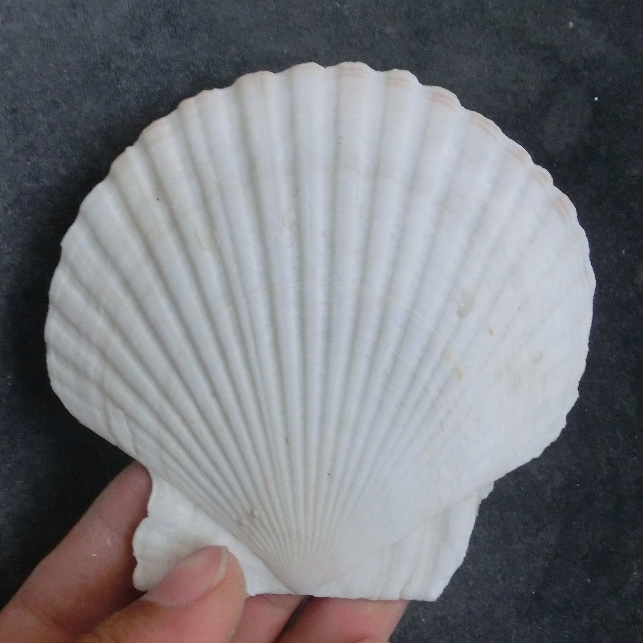 贝壳马赛克材质