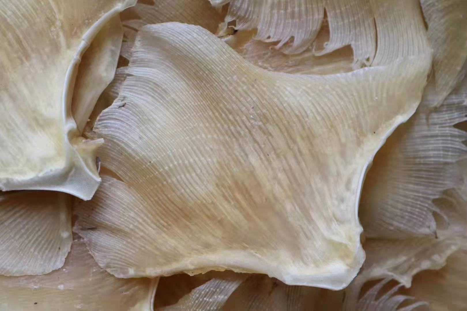 批发渔家自晒鳐鱼翅浦鱼翅鲽鱼翅天海狗鱼翅煲汤材料海产干货500g